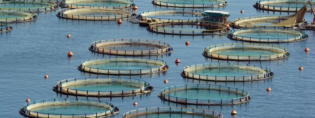 An overhead view of circular aquaculture net pens in open water at a fish farm.