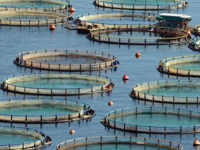 An overhead view of circular aquaculture net pens in open water at a fish farm.